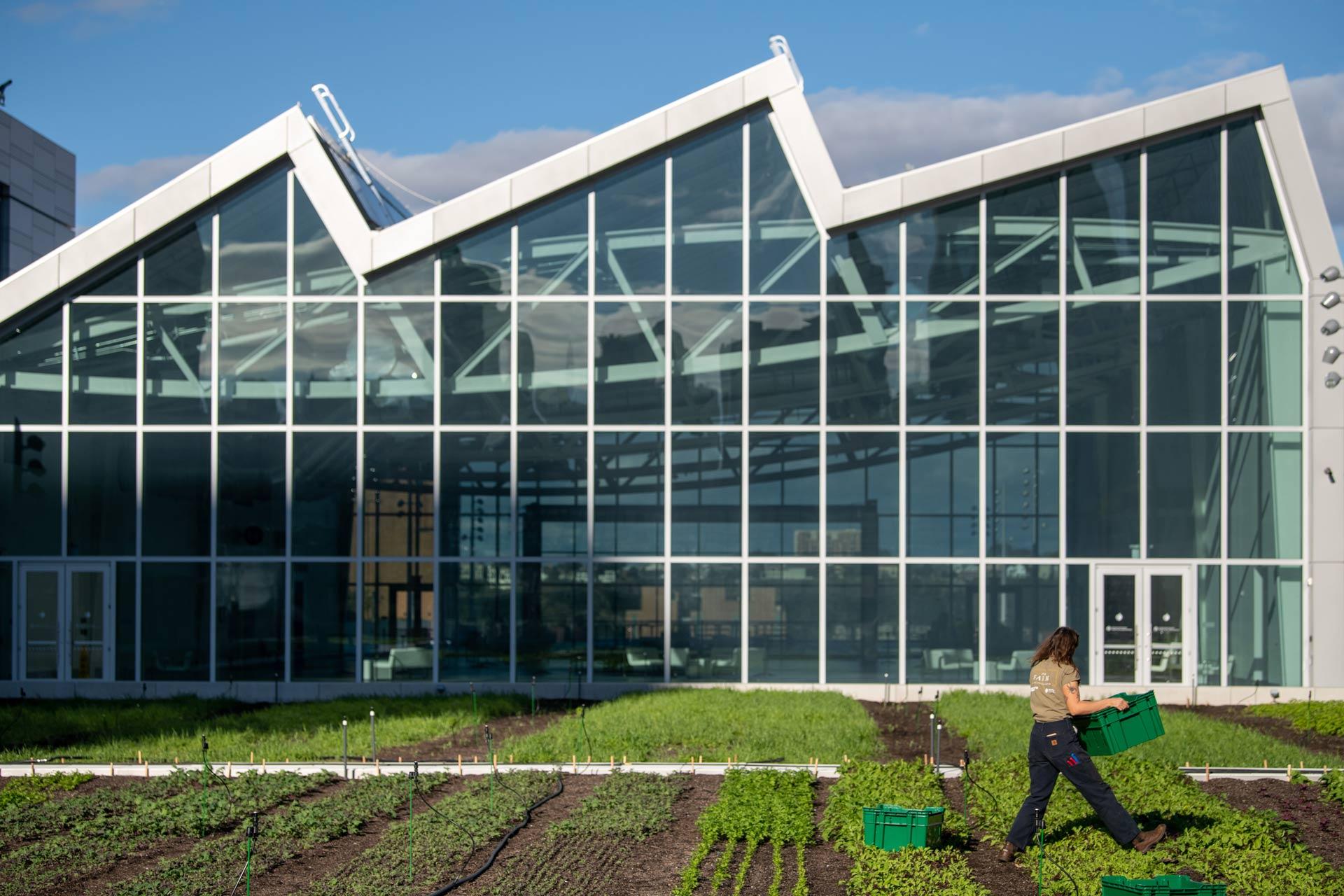 A person works on the rooftop farm at the Javits Center