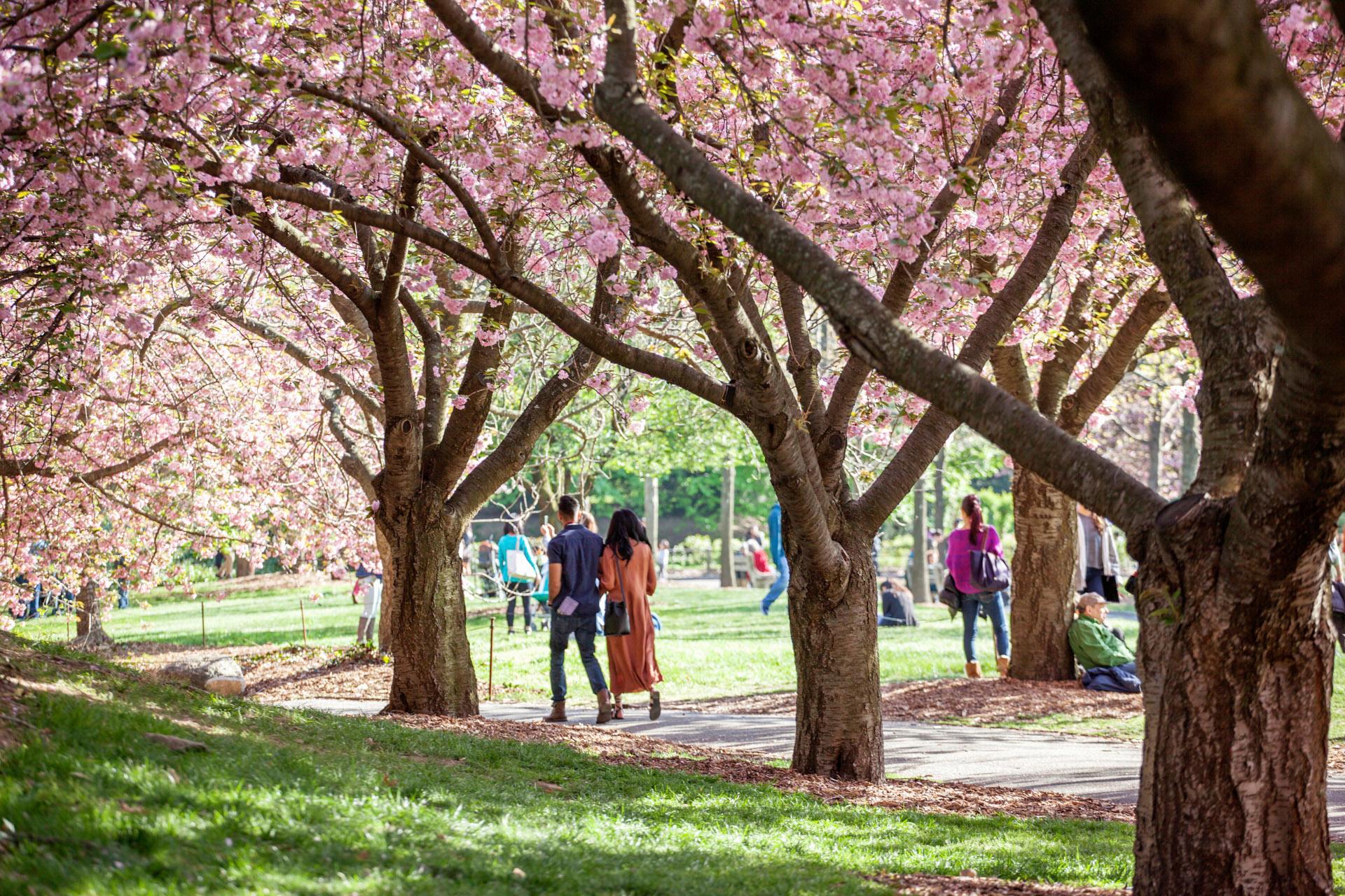 Cherry Blossoms on Brooklyn Botanic Garden
