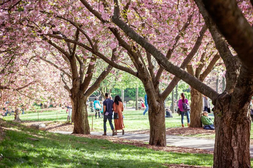 Cherry Blossoms on Brooklyn Botanic Garden