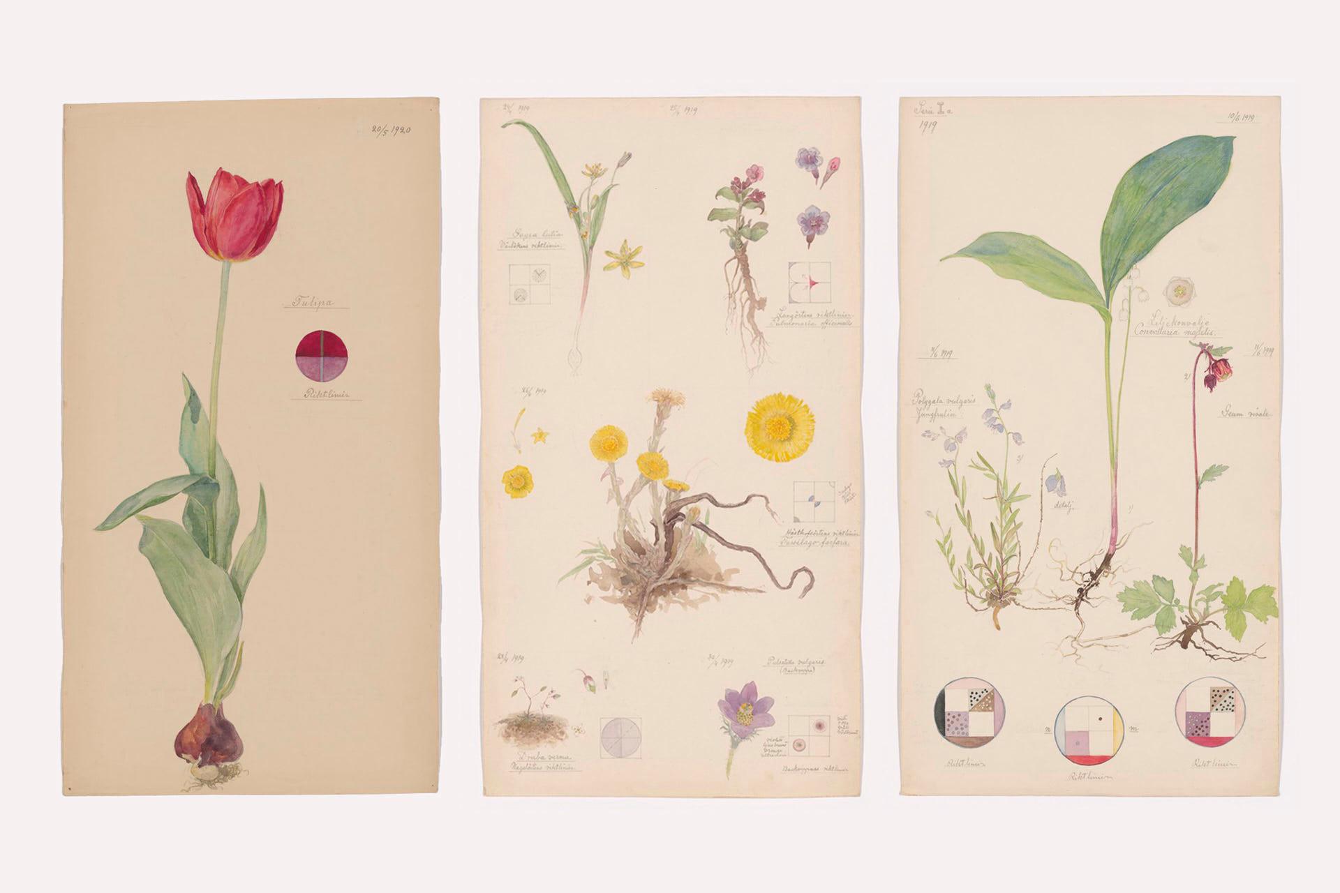 Three vintage botanical illustrations: a red tulip with bulb, a collection of small wildflowers and dandelions, and a tall leafy plant with small blooms, each with handwritten notes and color charts on cream paper.