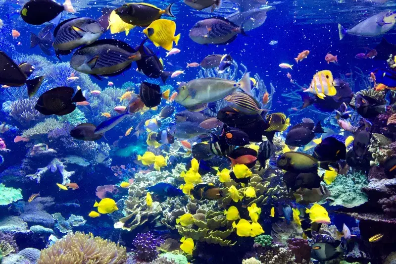 Long Island Aquarium. Courtesy, Discover Long Island