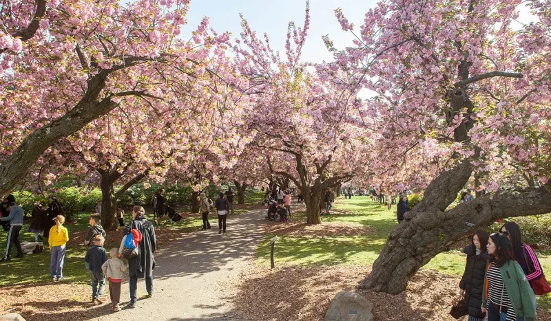 Cherry Blossom Festival, Brooklyn Botanic Garden, Brooklyn