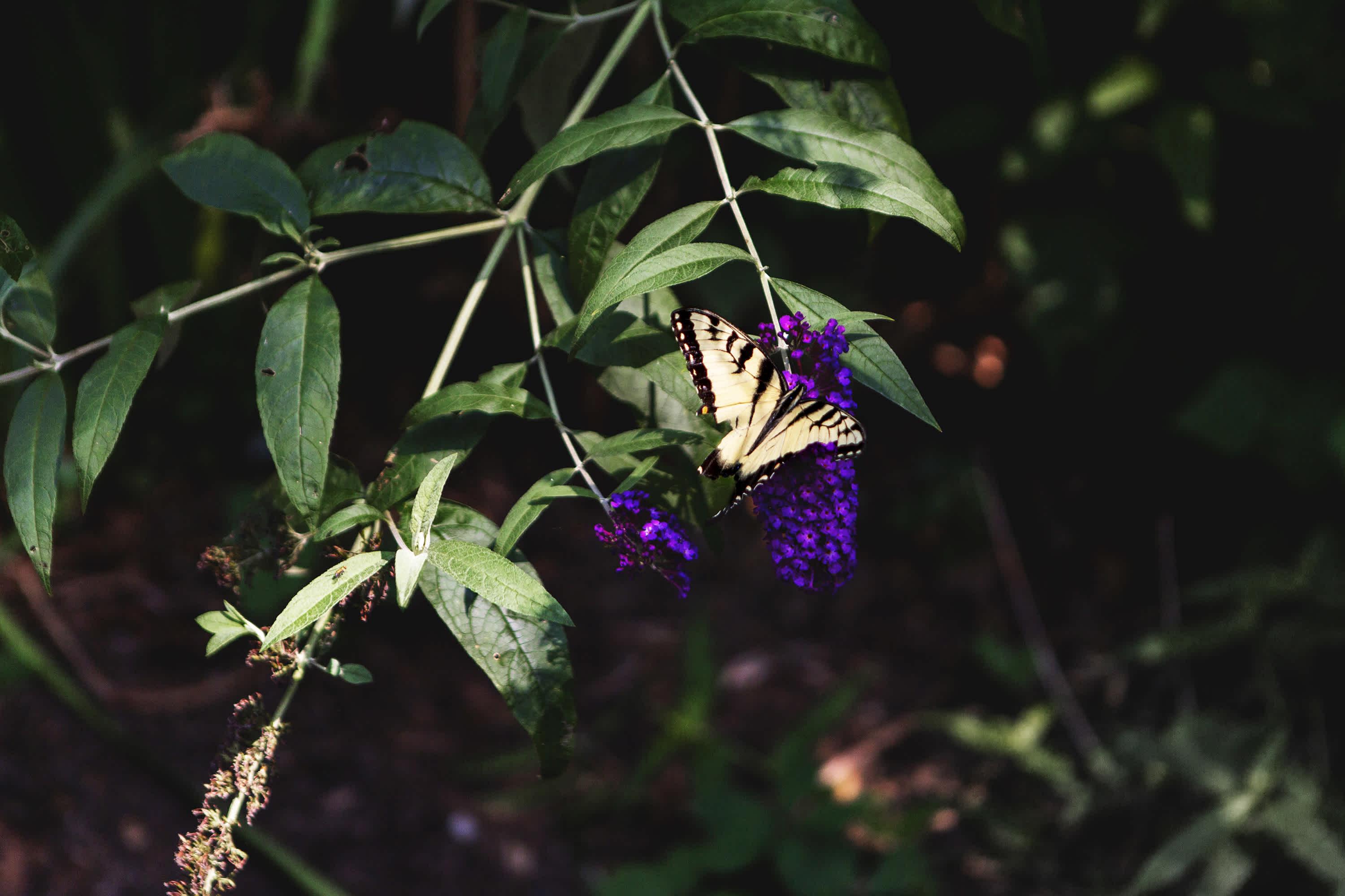 Eastern Tiger Swallowtail  
