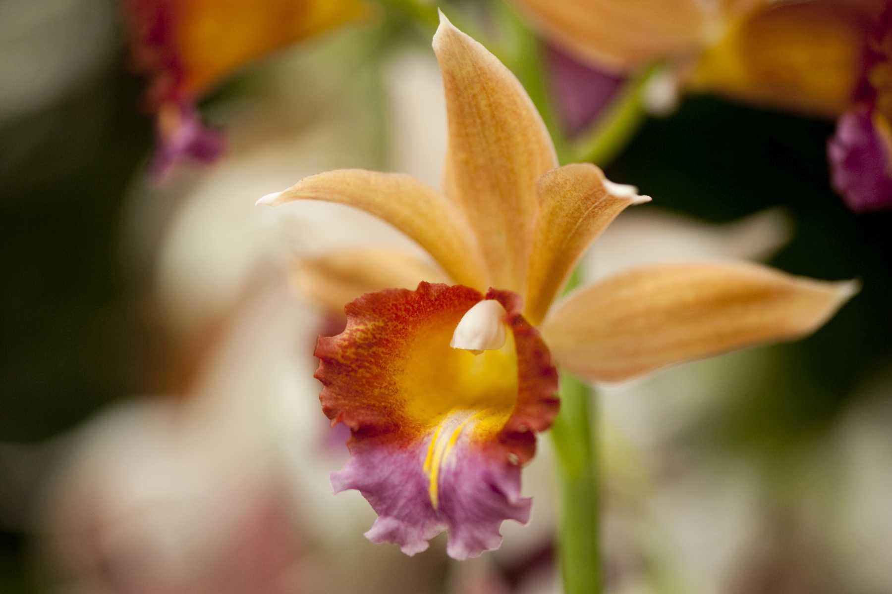 Orchid from New York Botanical Garden