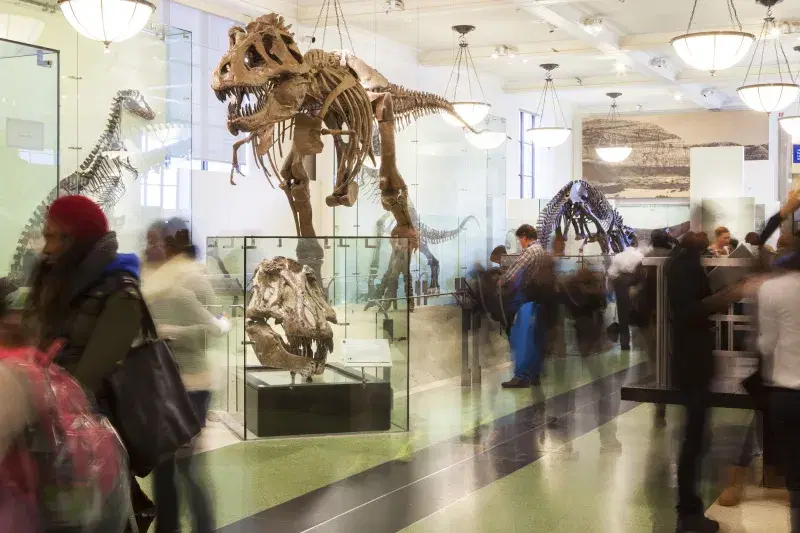 American Museum of Natural History. Photo: Marley White