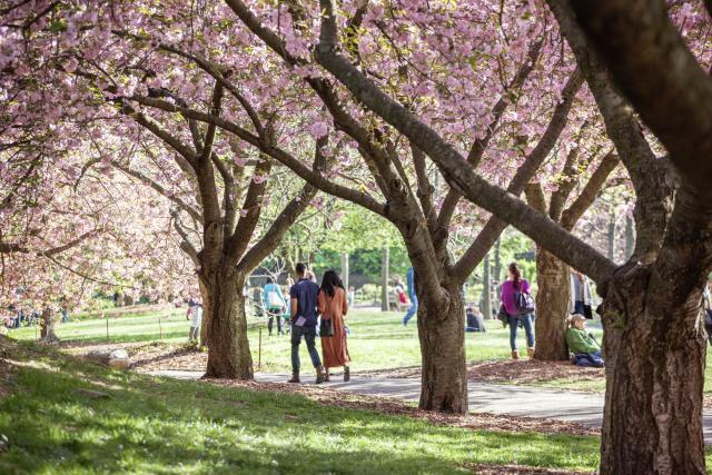 Cherry Blossoms on Brooklyn Botanic Garden