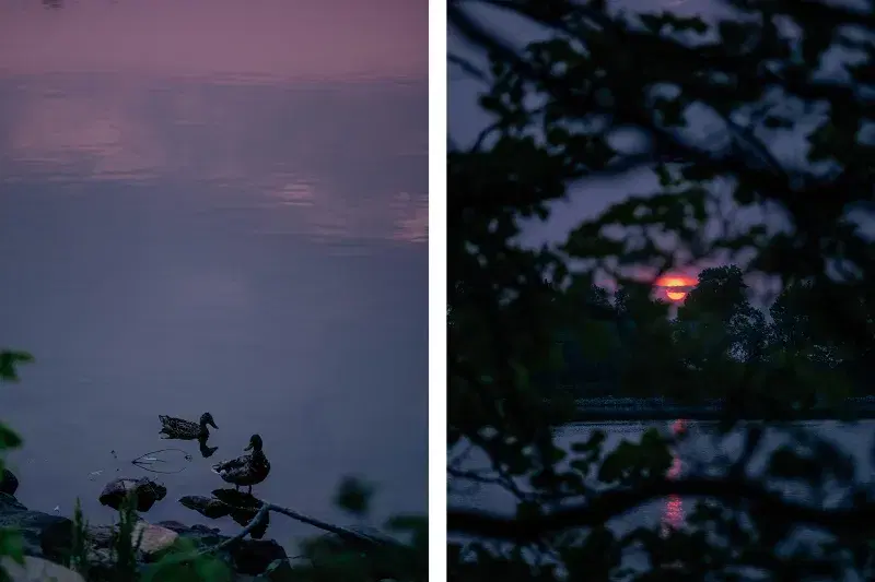 A diptych image, two ducks on a pond, a pink sunrise at Silver Lake Park in Staten Island