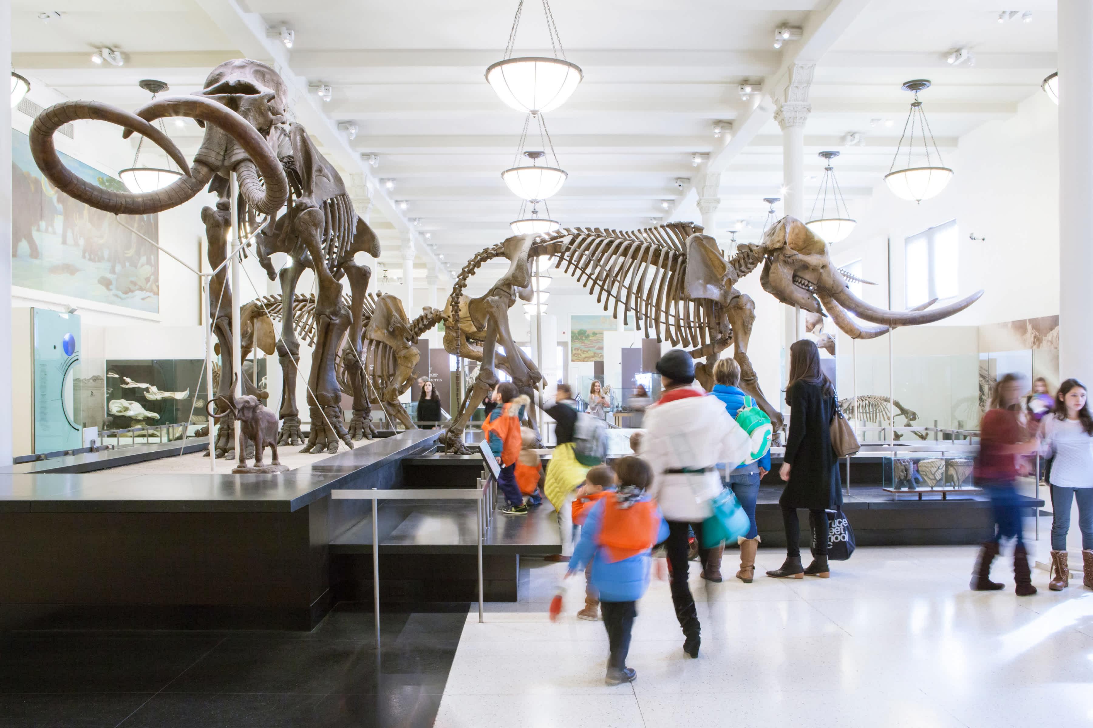 Natural History Museum Dinosaur Room