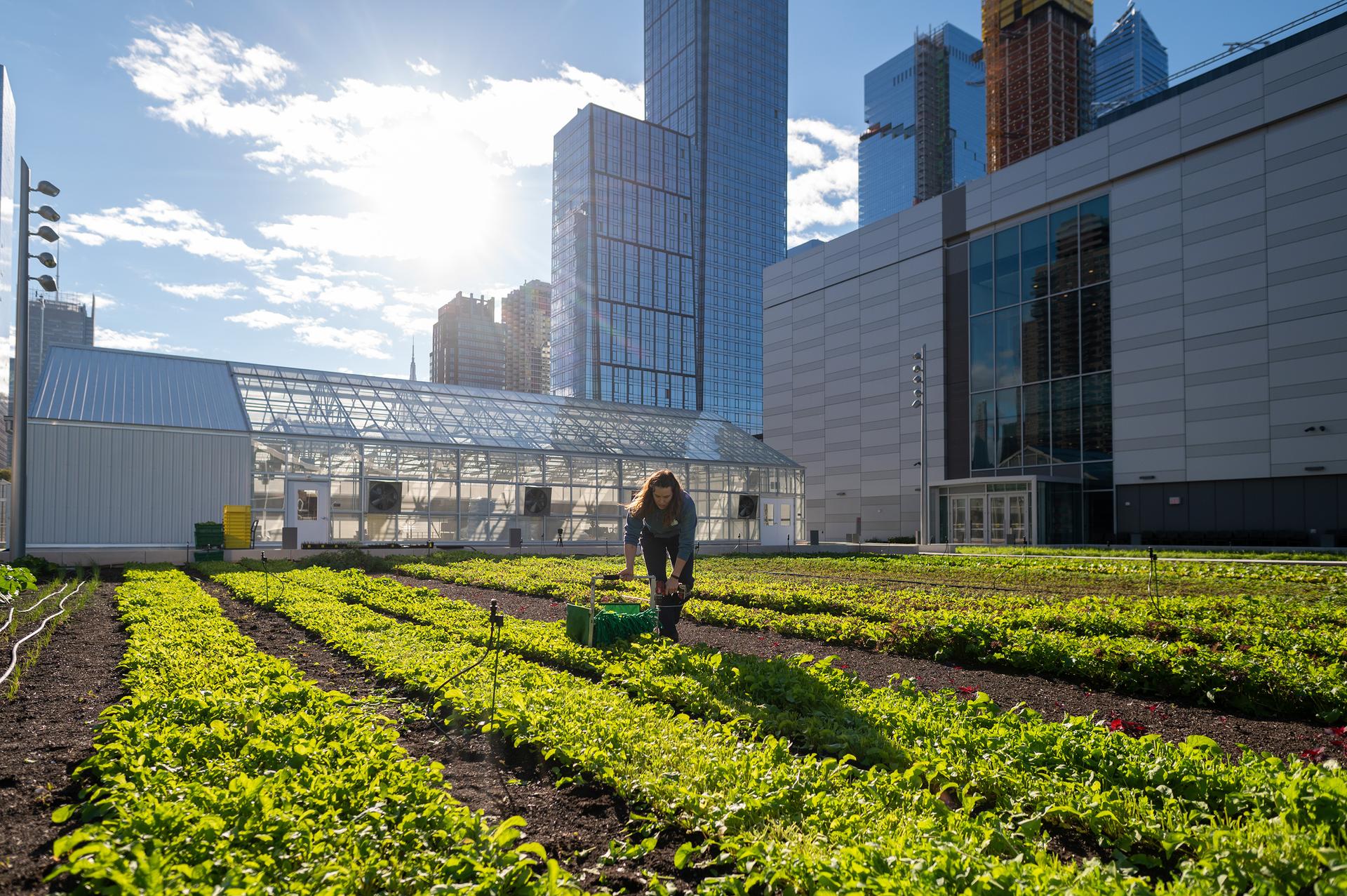 A person works on the rooftop farm atop the expansion of the convention center in Manhattan