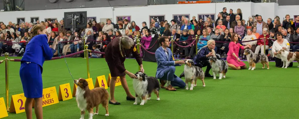 Westminster Dog Show. Photo: Christopher Postlewaite 