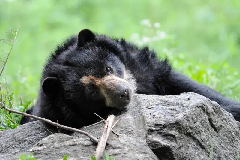 An Andean bear at Queens Zoo.