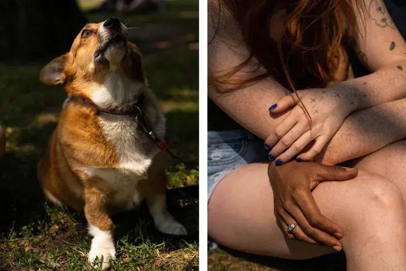 Diptych, a dog looking up, two people holding hands at Maria Hernandez Park in Brooklyn