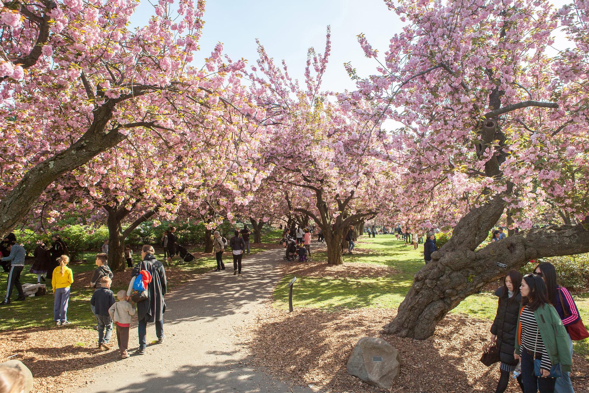 Cherry Blossoms, Brooklyn Botanic Garden, Brooklyn