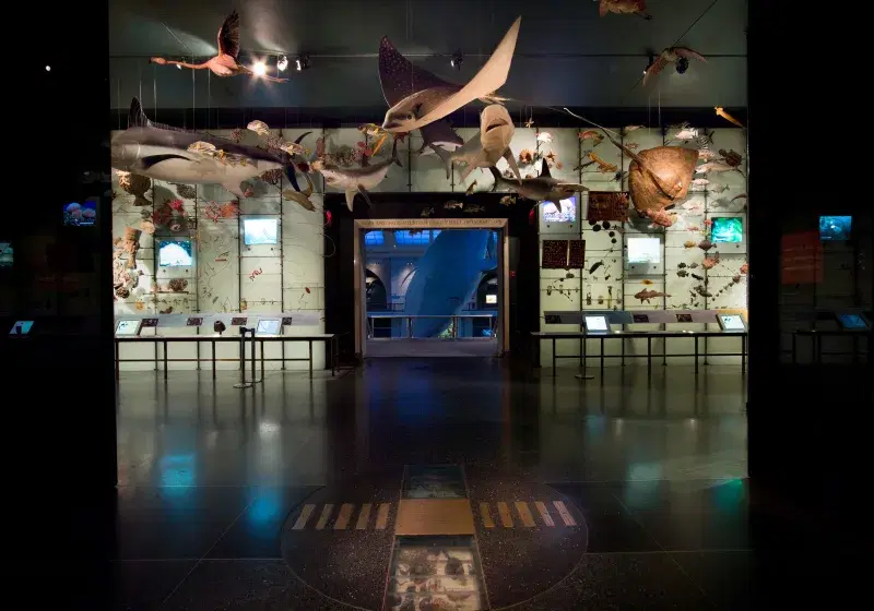 Milstein Hall of Ocean Life. Courtesy, American Museum of Natural History