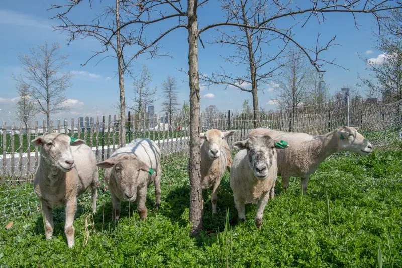 Sheep at Governors Island. Photo: Julienne Schaer